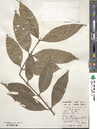 Lasianthus fordii image