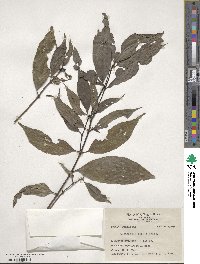 Lasianthus fordii image