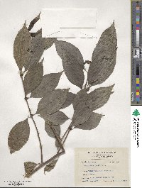 Lasianthus fordii image