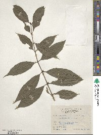 Lasianthus fordii image