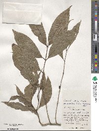 Lasianthus fordii image