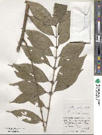 Lasianthus fordii image