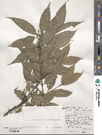 Lasianthus fordii image