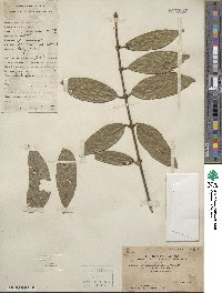 Lasianthus fordii image