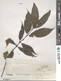 Lasianthus fordii image