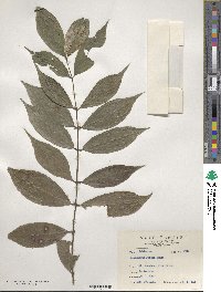 Lasianthus fordii image