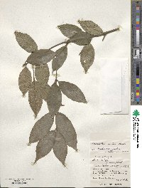 Lasianthus fordii image