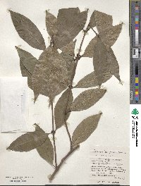 Lasianthus fordii image