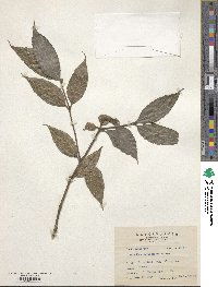 Lasianthus formosensis image