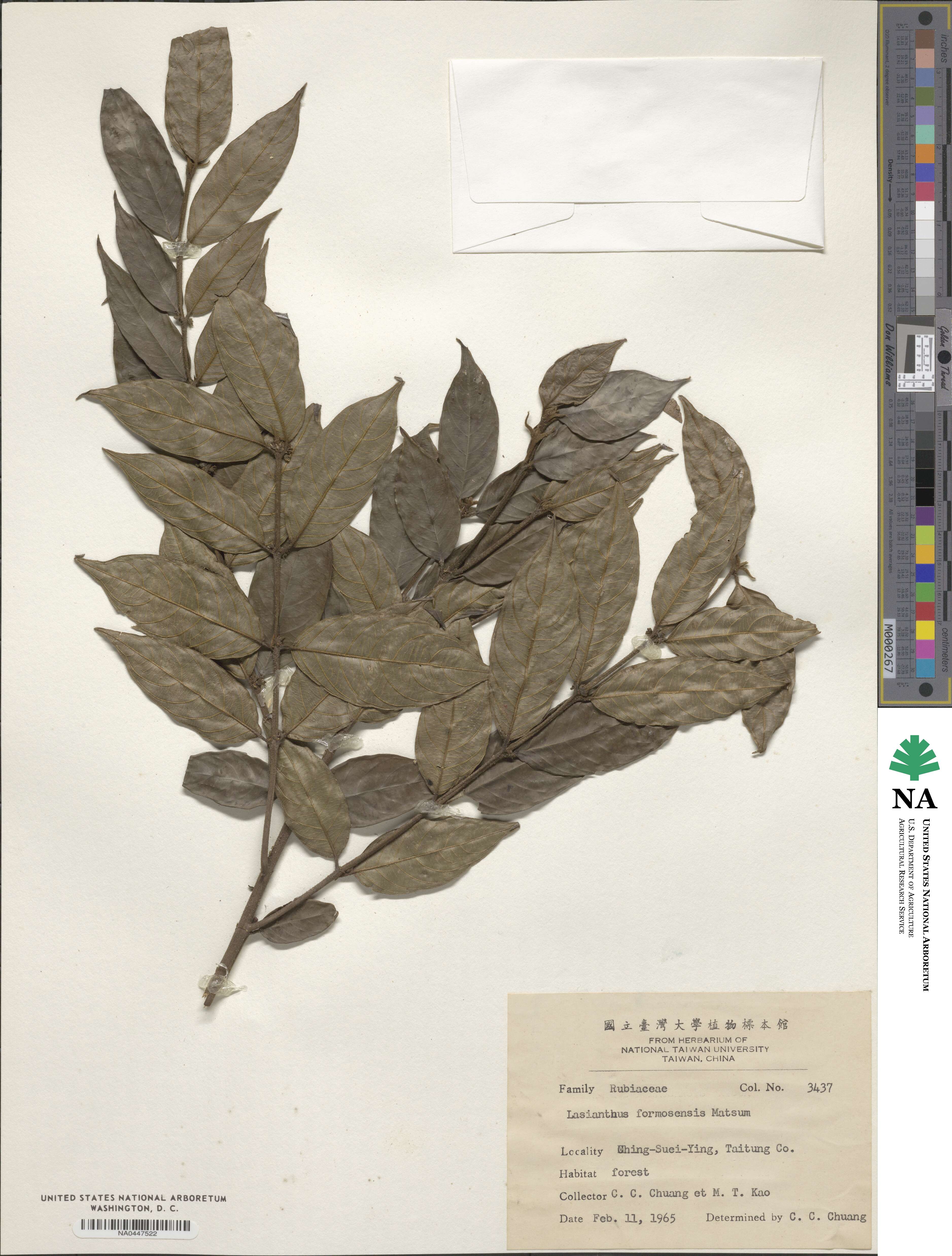 Lasianthus formosensis image
