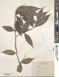 Lasianthus formosensis image