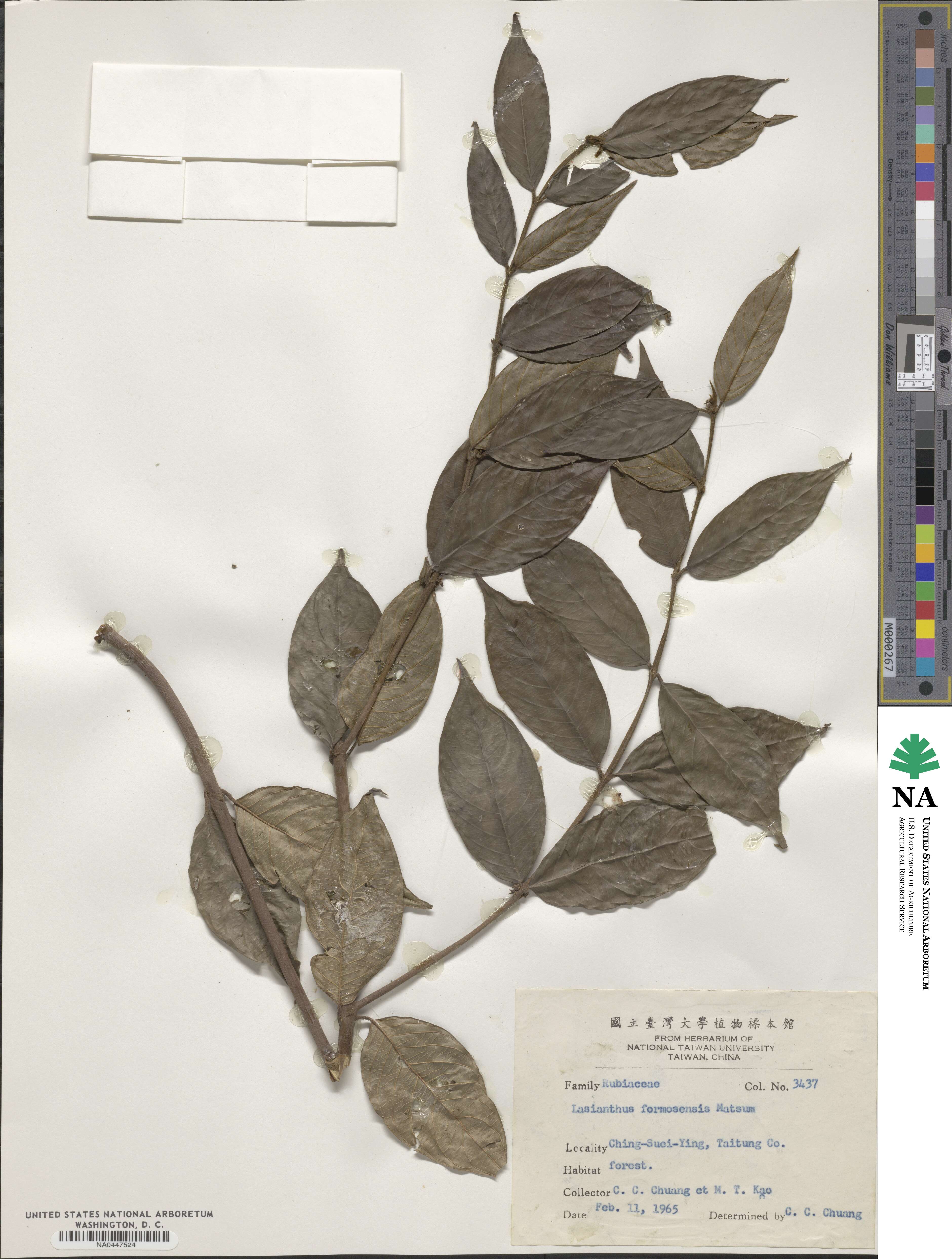 Lasianthus formosensis image