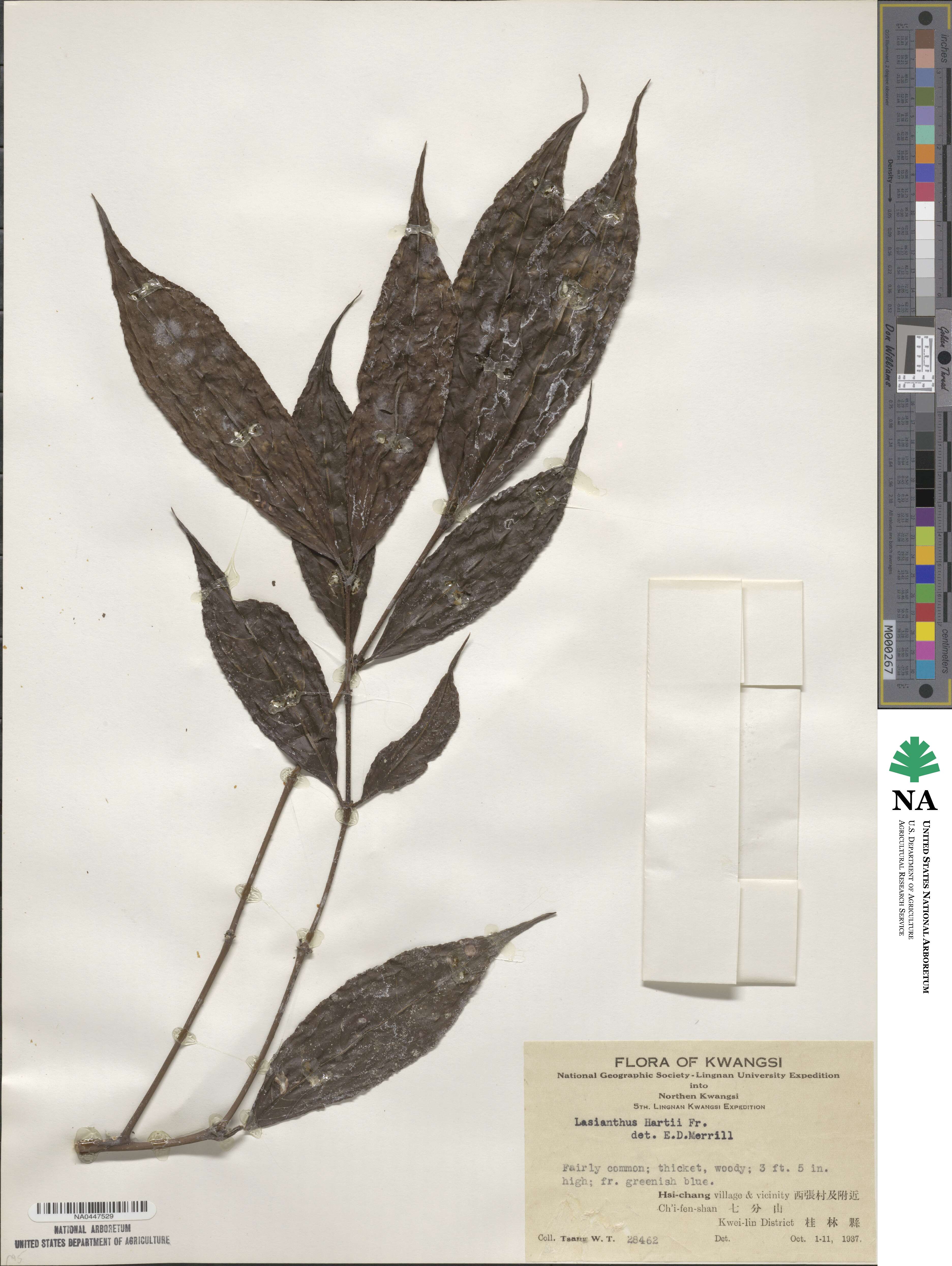 Lasianthus japonicus image