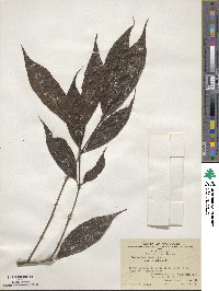 Lasianthus japonicus subsp. japonicus image