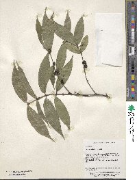 Lasianthus japonicus subsp. japonicus image