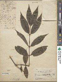 Image of Lasianthus acuminatissimus