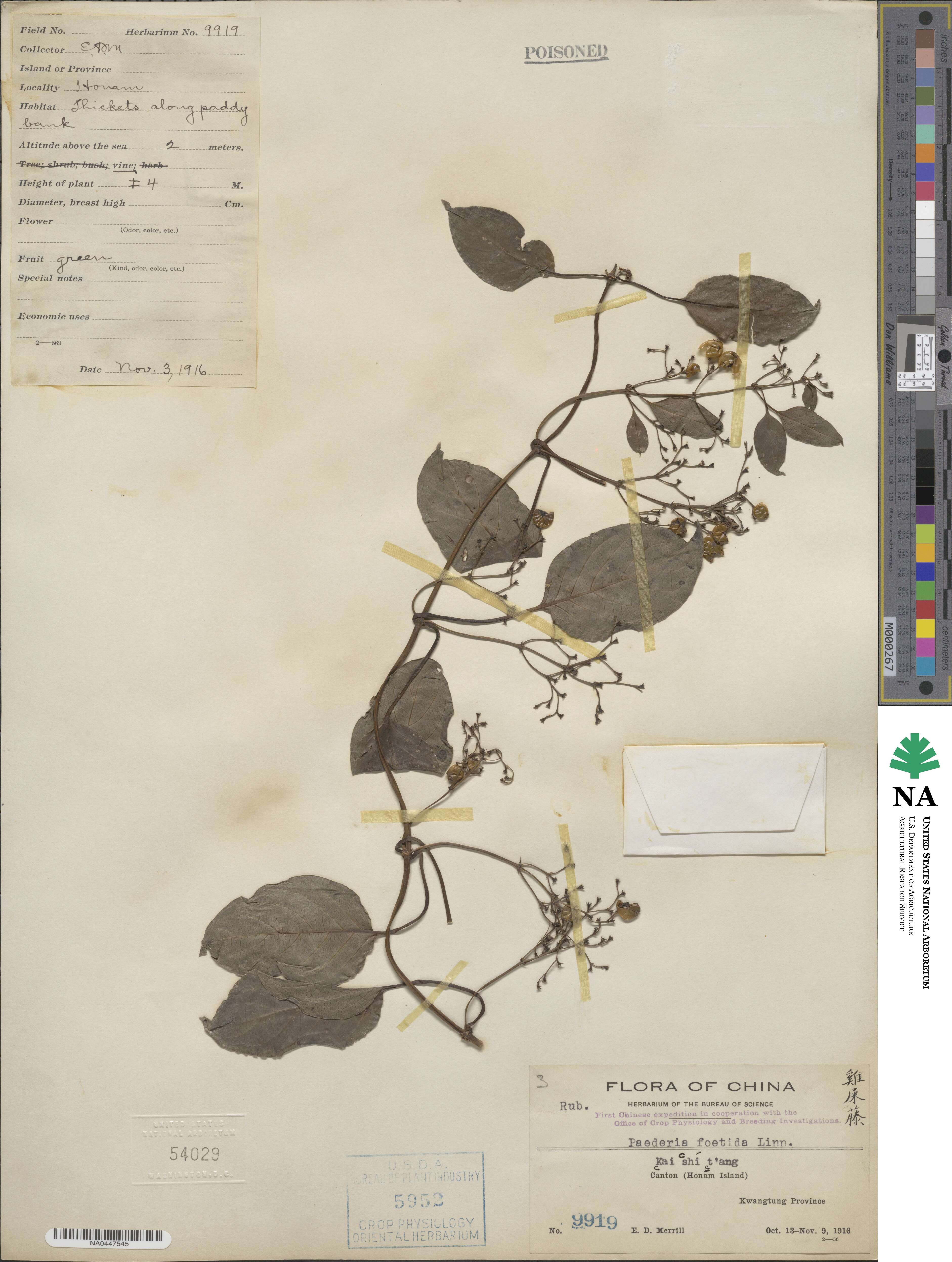 Paederia foetida image