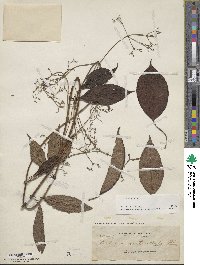 Paederia verticillata image