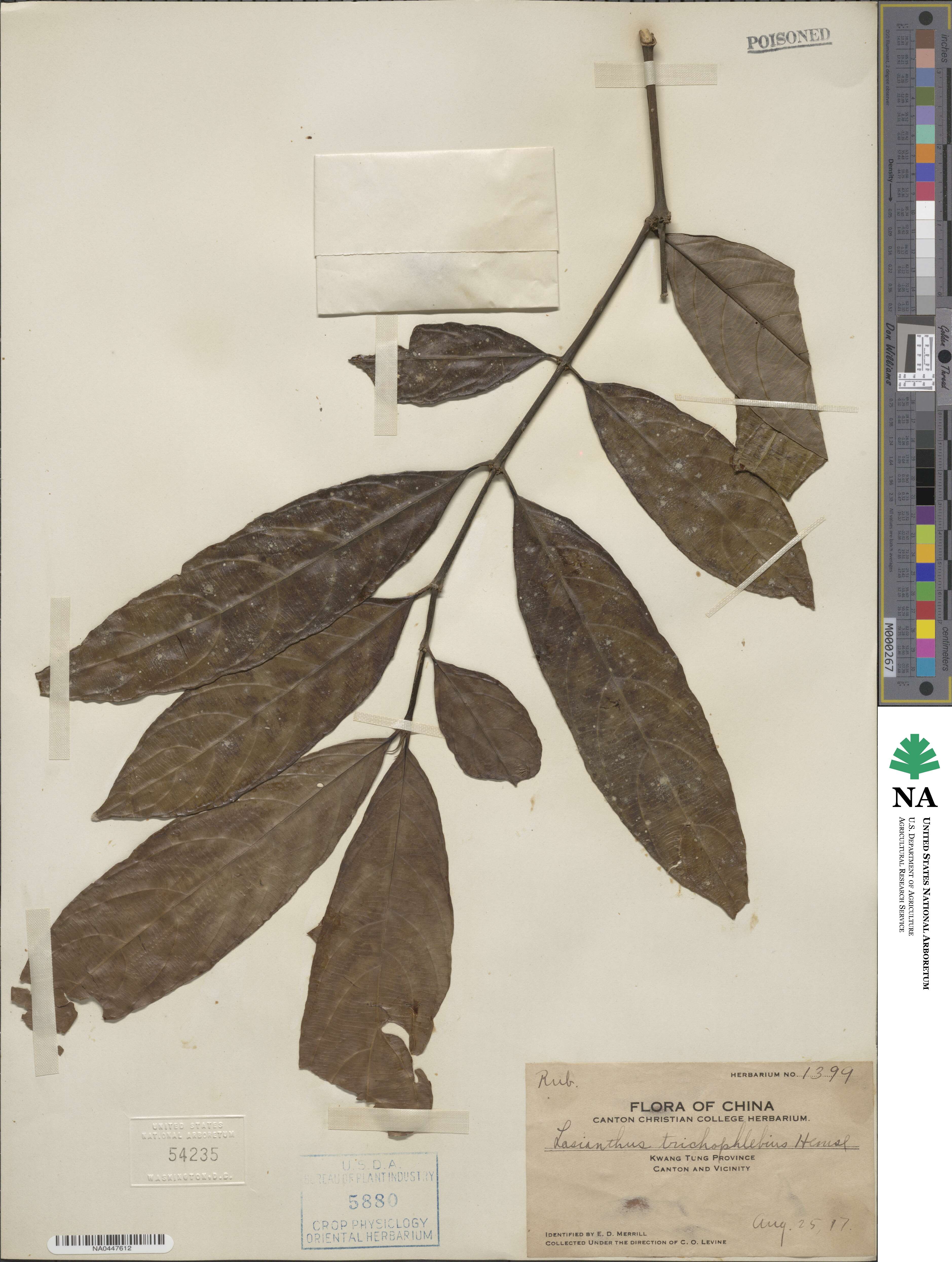 Lasianthus trichophlebus image