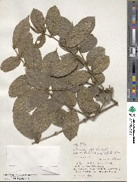 Lasianthus attenuatus var. attenuatus image