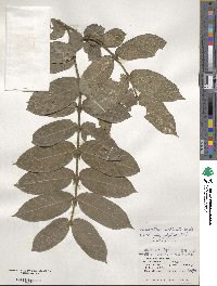 Lasianthus attenuatus var. attenuatus image