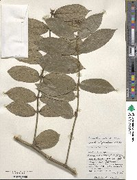 Lasianthus attenuatus image