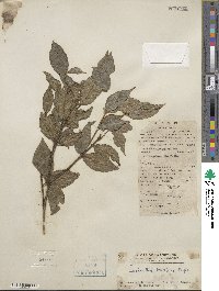 Lasianthus attenuatus var. attenuatus image