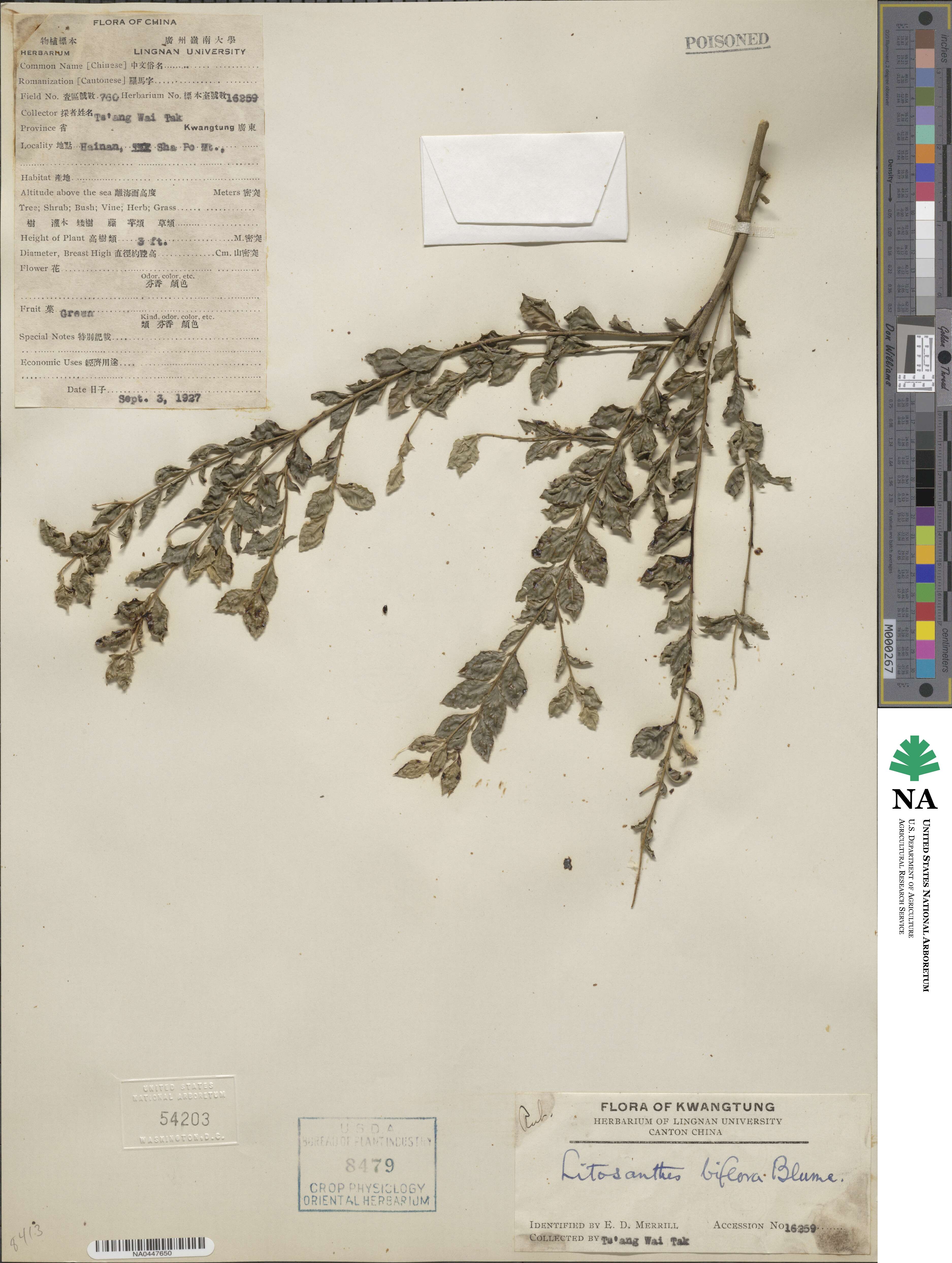 Lasianthus biflorus image