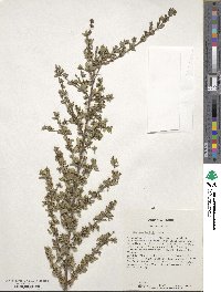 Buchozia japonica image