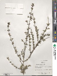 Buchozia japonica image