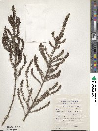 Anthospermum aethiopicum image