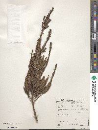 Anthospermum aethiopicum image