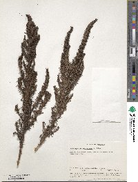 Image of Anthospermum usambarense