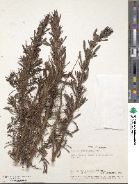 Image of Anthospermum welwitschii