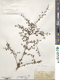 Coprosma spathulata image