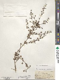 Coprosma spathulata image