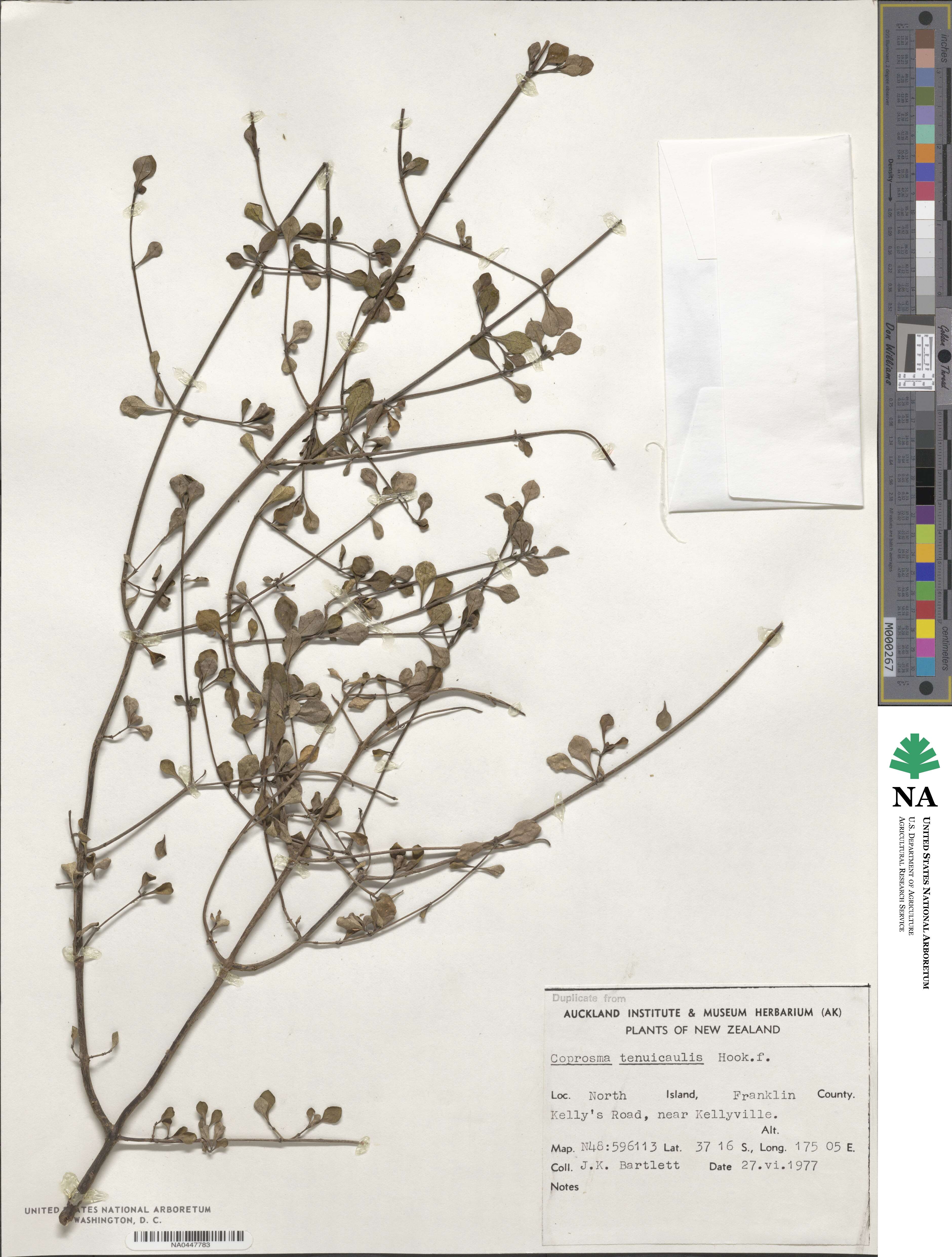 Coprosma tenuicaulis image