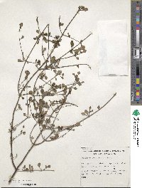 Coprosma tenuicaulis image