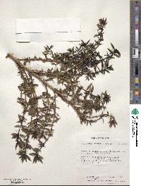 Coprosma divergens image