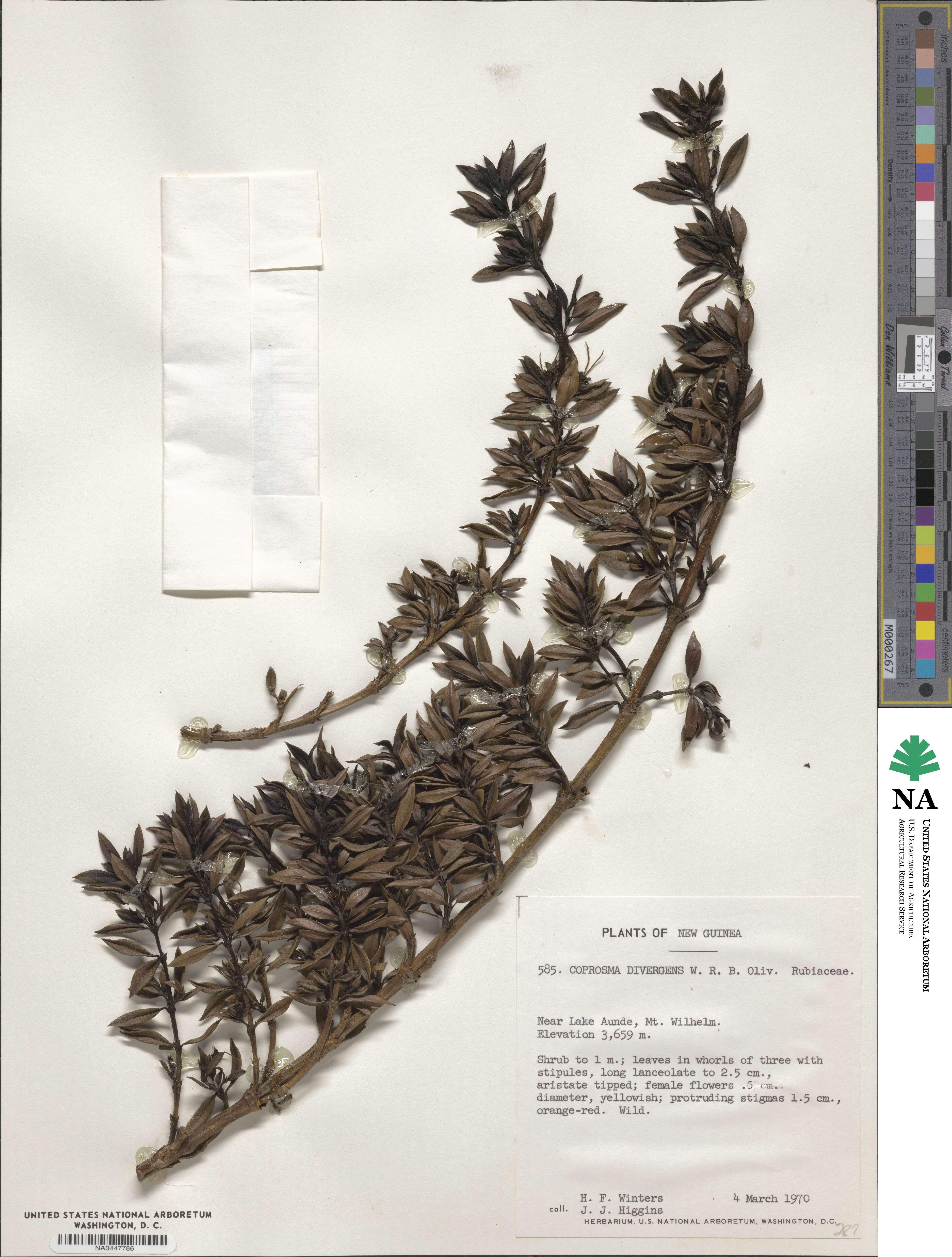 Coprosma divergens image