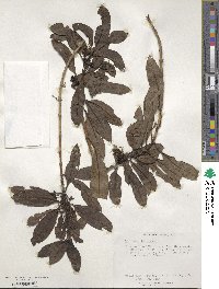 Image of Coprosma longifolia