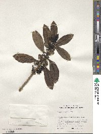 Coprosma longifolia image