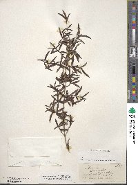 Image of Coprosma linariifolia