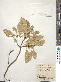 Coprosma lucida image