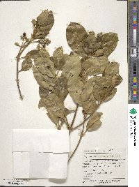 Coprosma lucida image