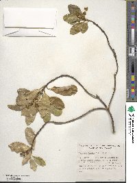 Coprosma lucida image