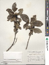 Coprosma lucida image