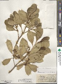 Coprosma lucida image