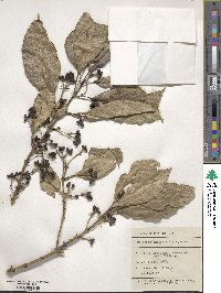 Coprosma lucida image