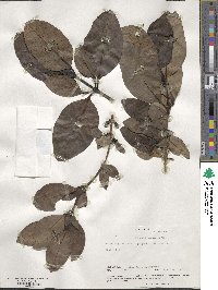 Coprosma lucida image